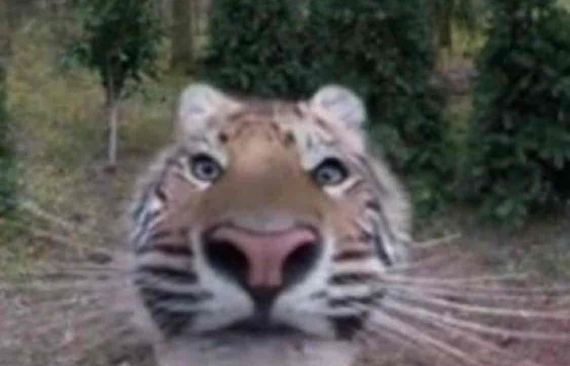 Picture of the author