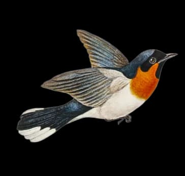 Picture of the author