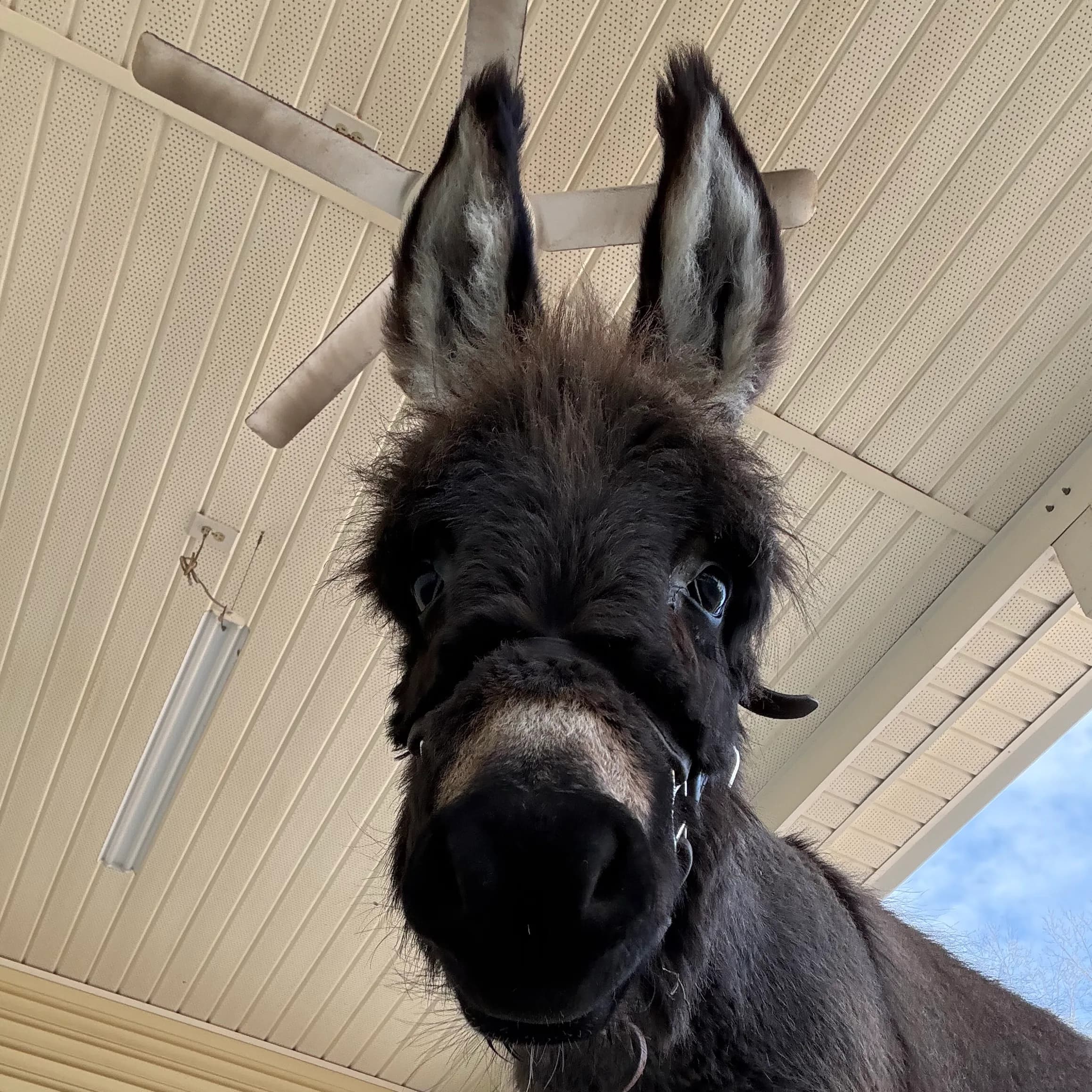 nbolt88's avatar
