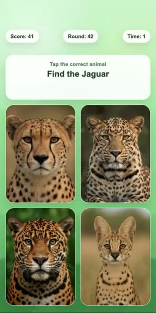 Forest Animals
